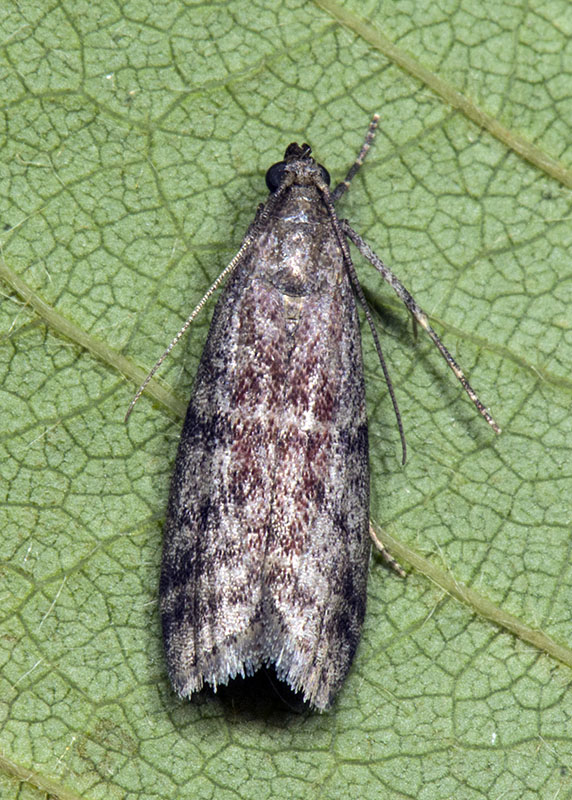 Pyralidae da id. Ephestia woodiella (Cfr)